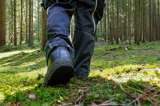 Promenad i skogen