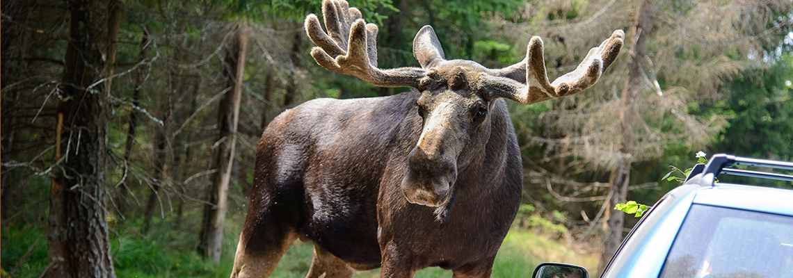 Älgsafari i Markaryd